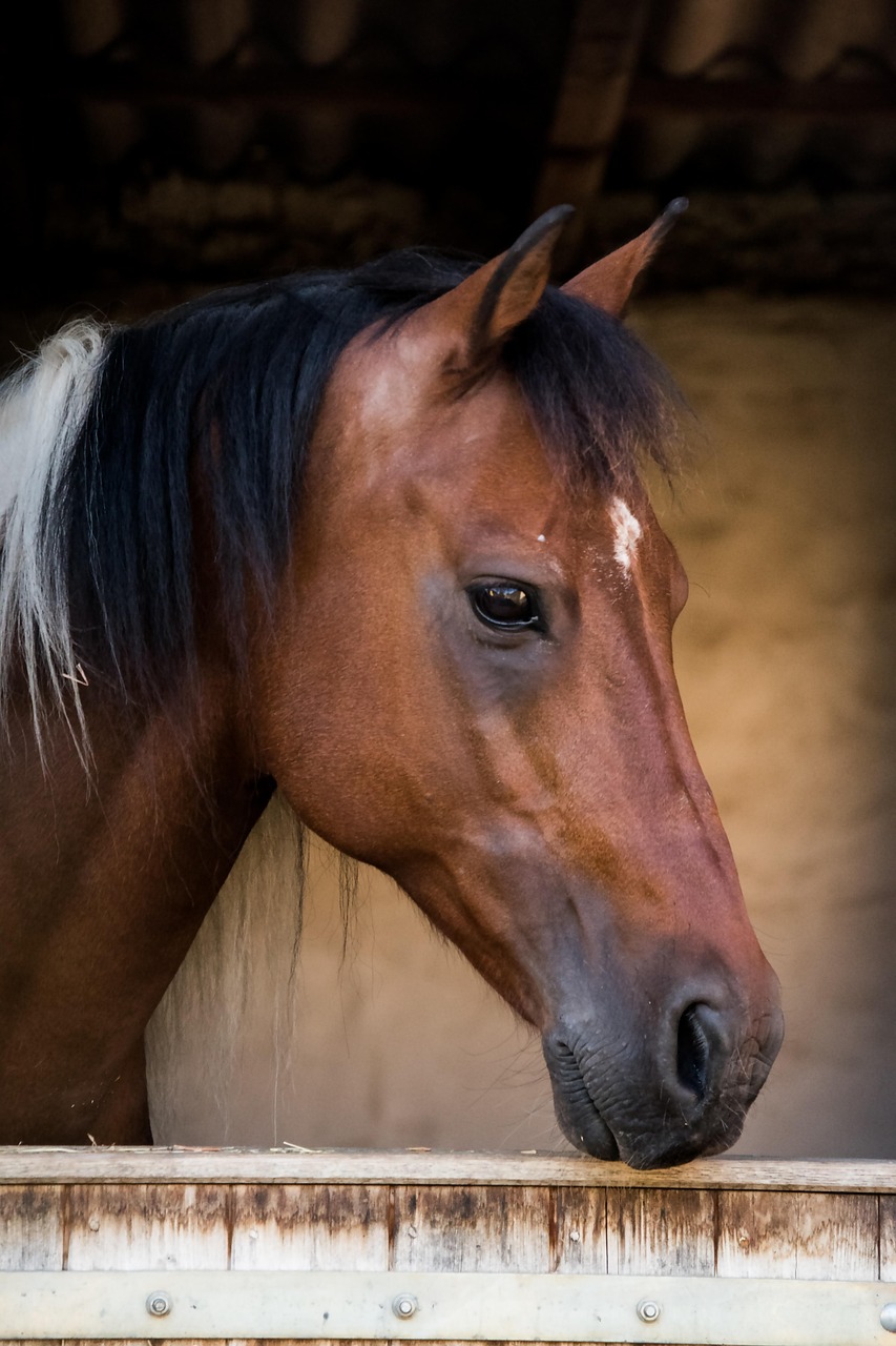 horse, animal, mammal, enature, saddle horse, riding horse, portrait