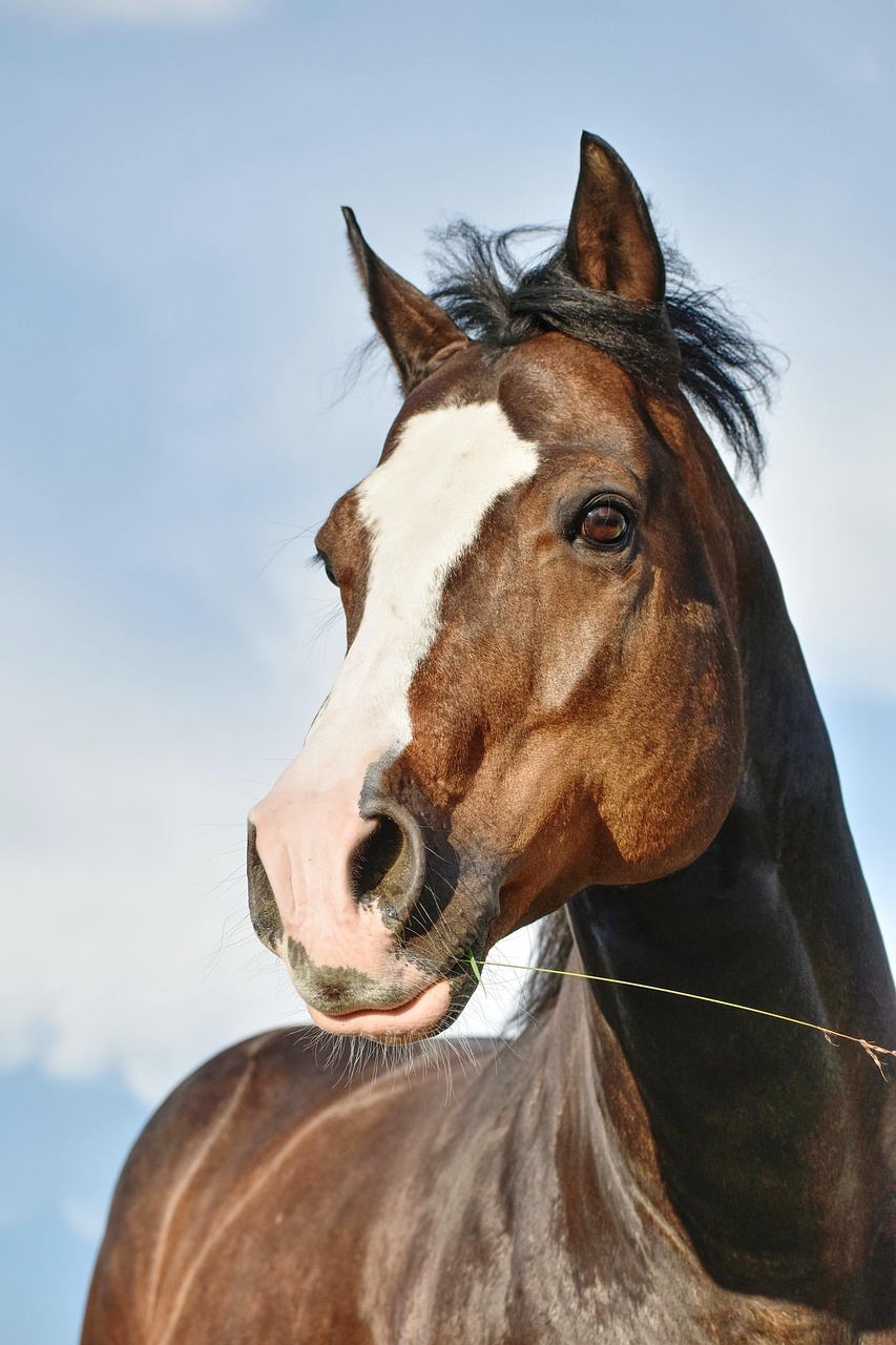 horse riding